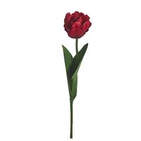 Papegøje tulipan, rød 58cm